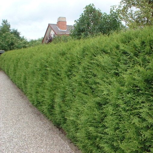 Groene haagconifeer 'Brabant'